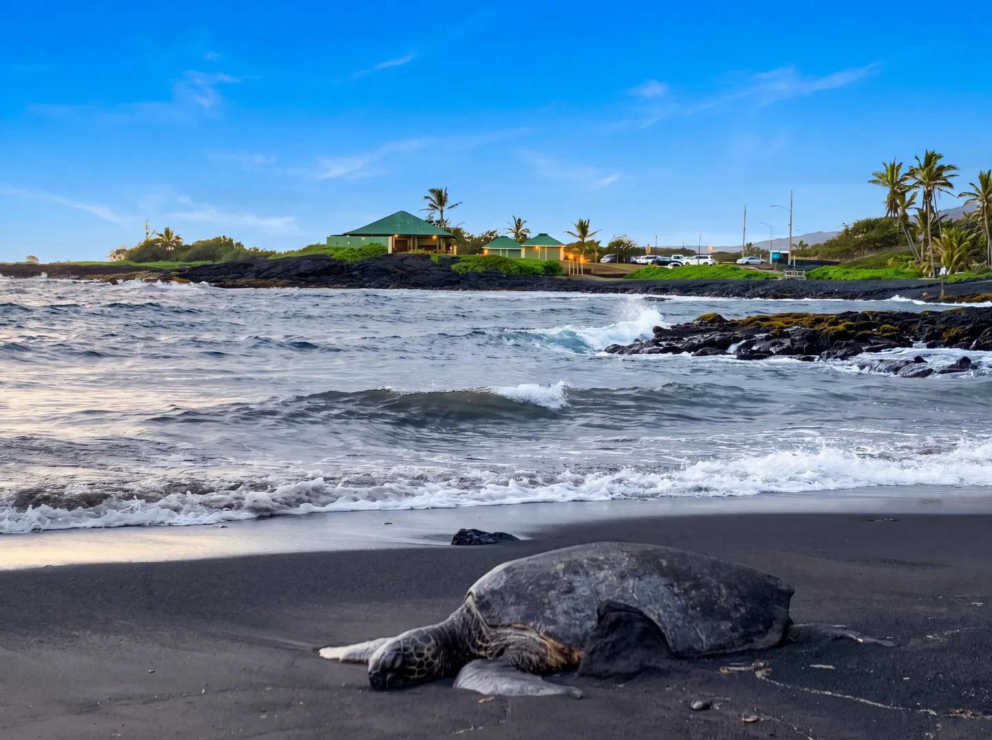 A sea turtle resting on black sand near ocean waves with buildings and palm trees in the background under a blue sky.