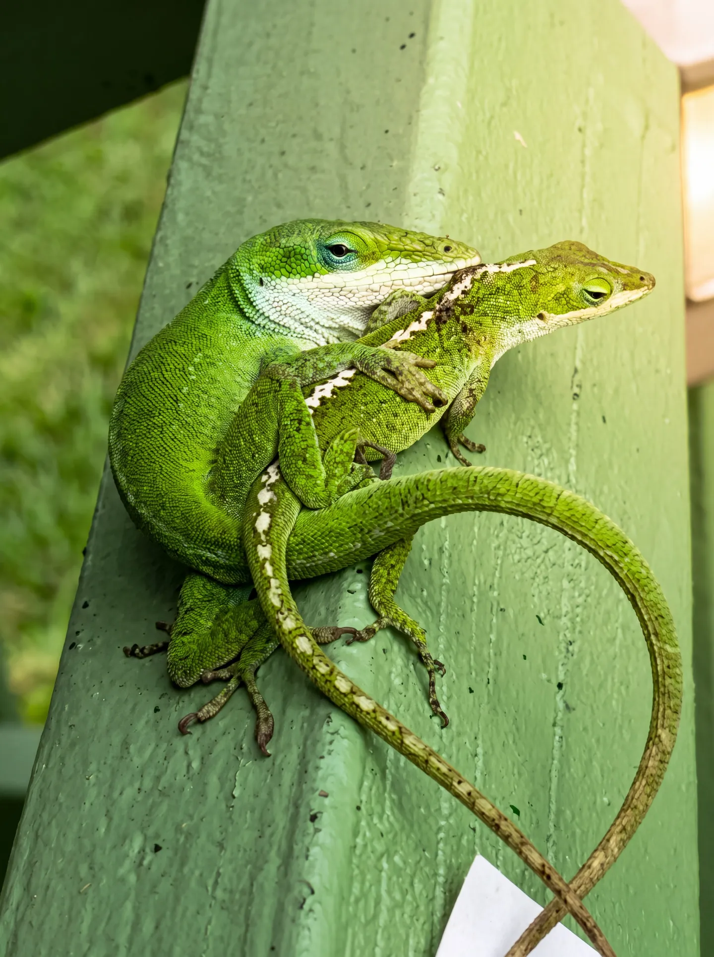 Close-up view of two bright green lizards resting together on a painted green outdoor railing.