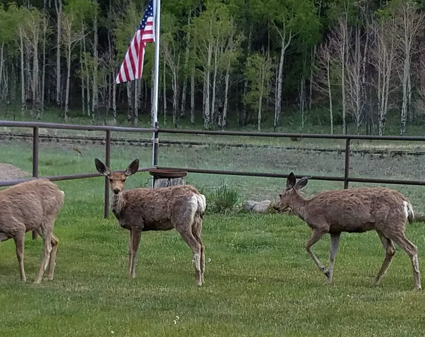 Deer standing on a grassy yard near a dark horizontal railing with an American flag and forest in the background.