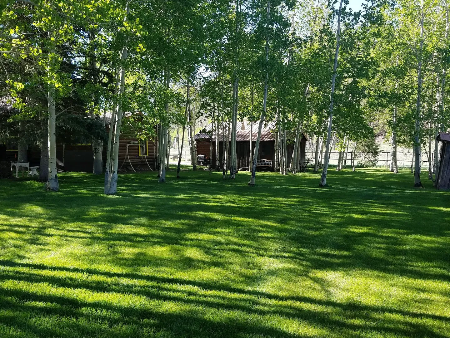 Large grassy lawn dotted with tall, slender birch or aspen trees in front of rustic wooden cabins.