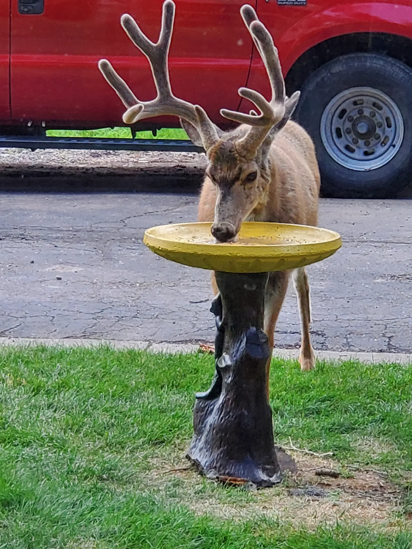 A buck with velvet antlers drinking from a yellow birdbath on a lawn next to a driveway and a red truck.