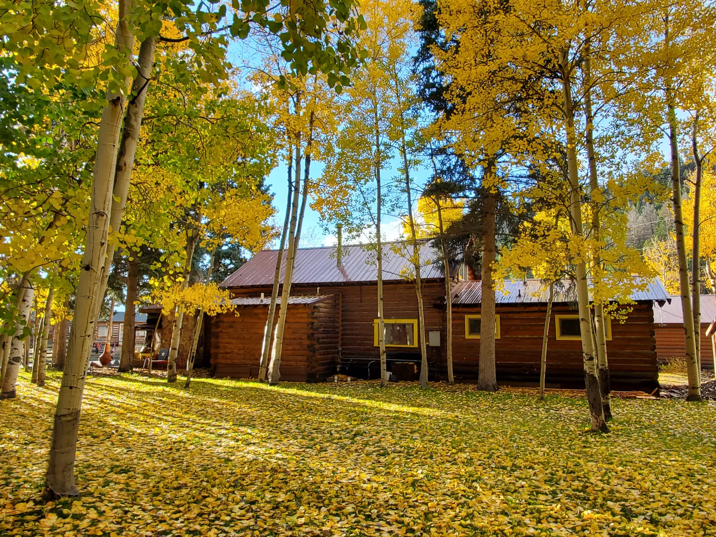 Exterior view of a dark wood log cabin surrounded by tall aspen trees with bright yellow fall foliage and fallen leaves covering the ground.