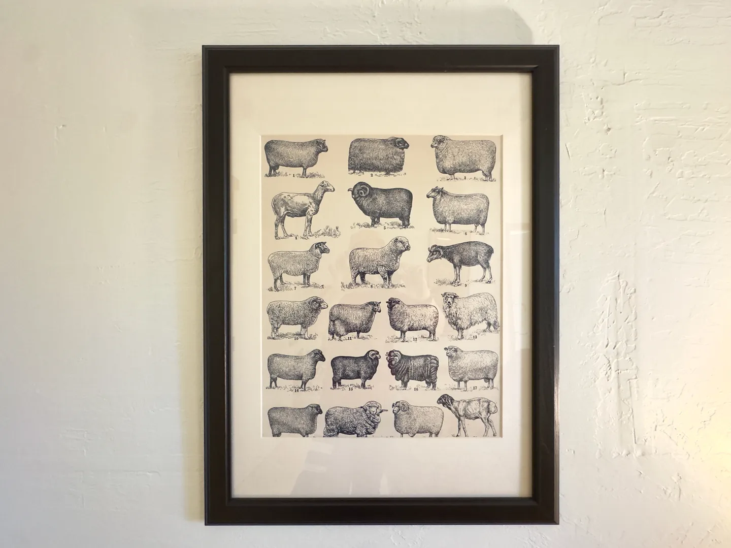 Framed black and white art print of various sheep breeds hanging on a textured white wall.