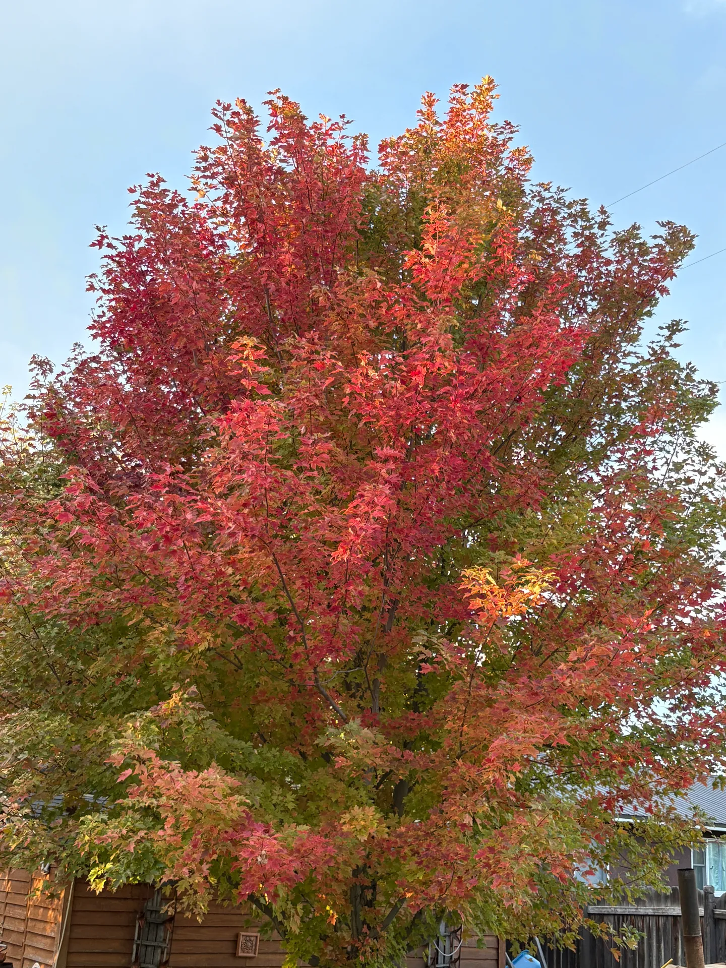 A maple tree with vibrant red, orange, and green autumn foliage against a light blue sky.