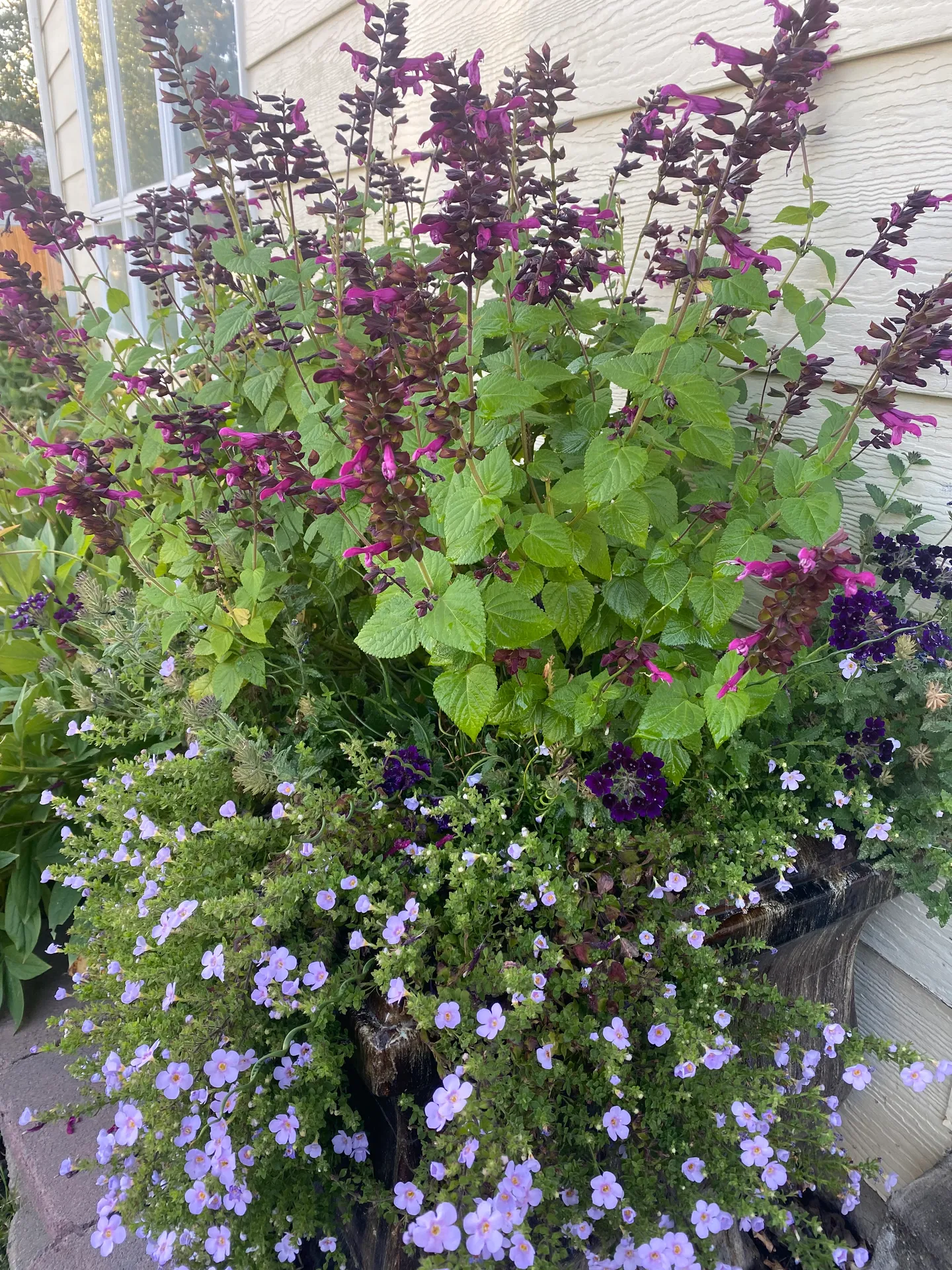 Close-up of an outdoor flower planter with purple salvia and light lavender blossoms against a house wall.