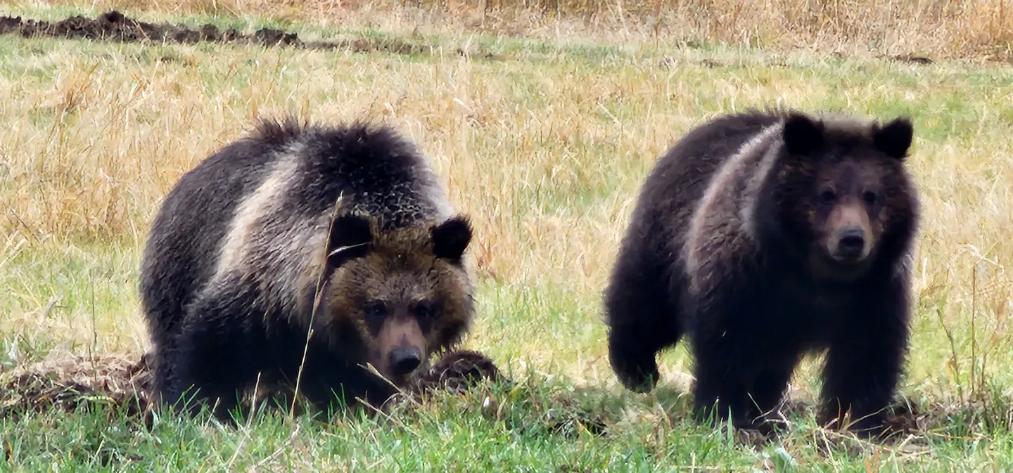 Two brown bears walking through a grassy field with green and dry yellow vegetation.