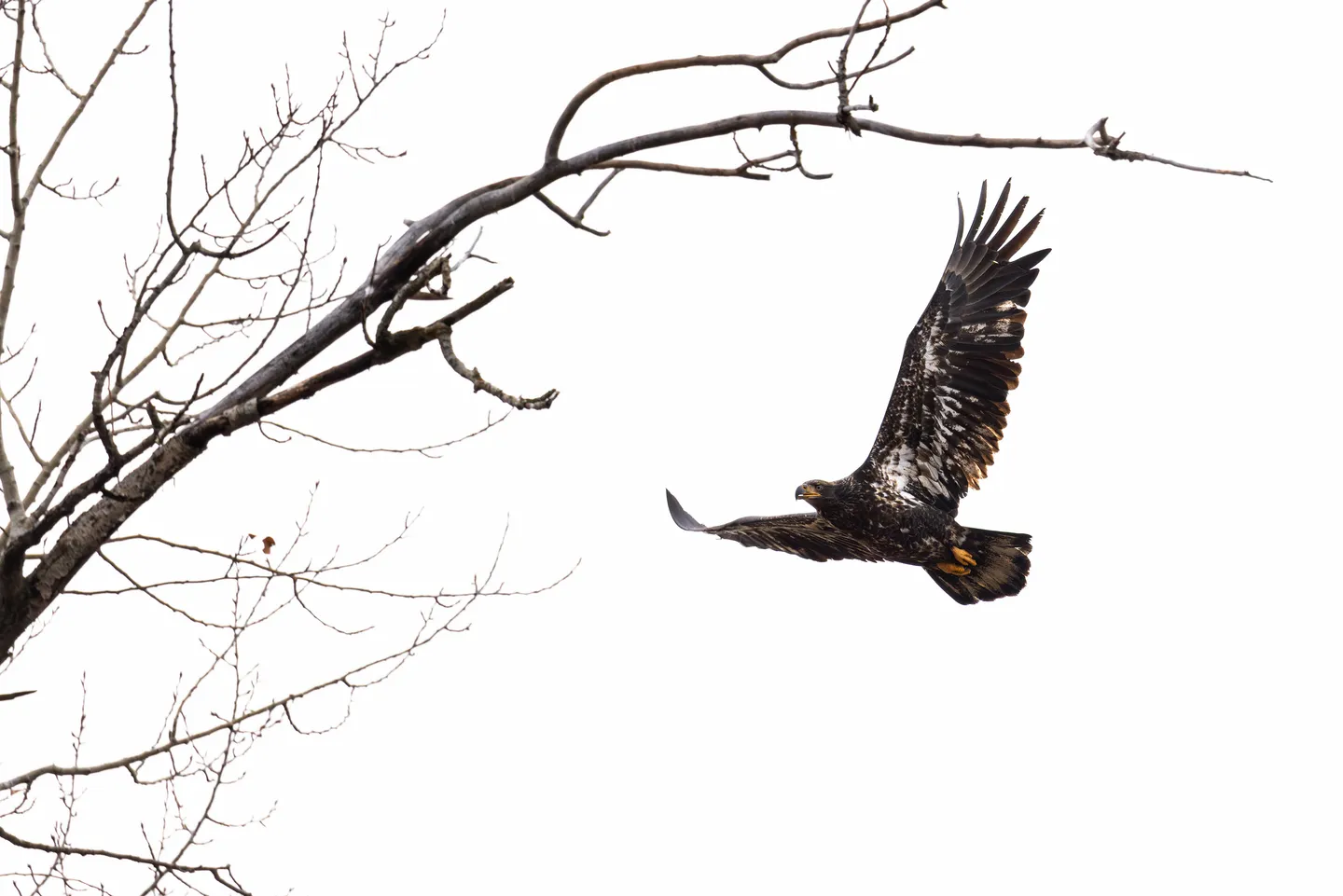 Home photo 45