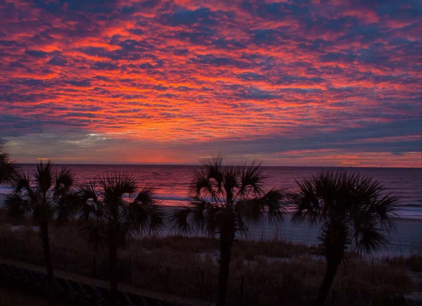 A coastal sunrise or sunset over the ocean with palm trees silhouetted in the foreground and vibrant red and pink clouds filling the sky.