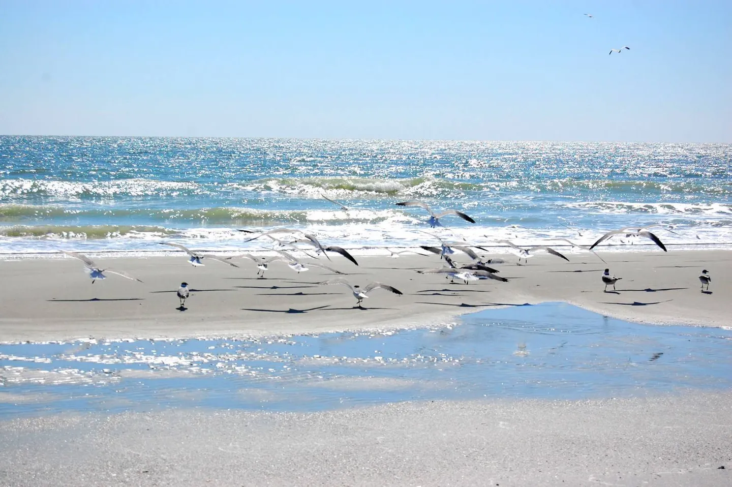Seagulls taking flight along a sandy beach near shimmering blue ocean waves under a clear sky.